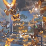 WhatsApp Image 2017-09-01 at 12.13.41 PM (1)