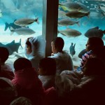 WhatsApp Image 2017-10-30 at 2.44.33 PM (2)