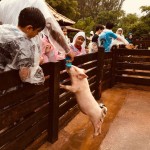 WhatsApp Image 2017-10-30 at 2.44.34 PM (3)