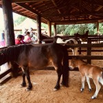 WhatsApp Image 2017-10-30 at 2.44.34 PM (4)