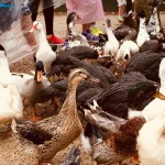 WhatsApp Image 2017-10-30 at 2.44.35 PM (1)